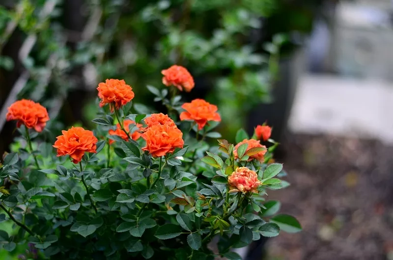 趁著天熱給月季花苞“剪幾刀”，秋花又大又密