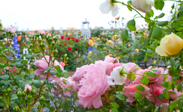 開啟園藝新零售！這家企業(yè)要在“2019中國（長興）花木大會”呼風(fēng)喚雨！