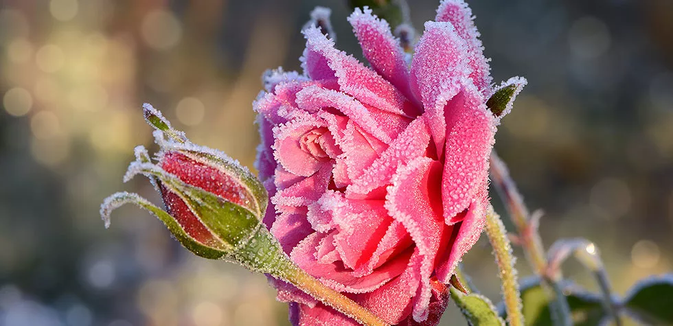 想要月季安全過冬開花翻倍？這份過冬攻略請查收