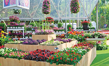 超72.6萬客流，虹越承接深圳花展核心區(qū)，打造現(xiàn)象級(jí)花展