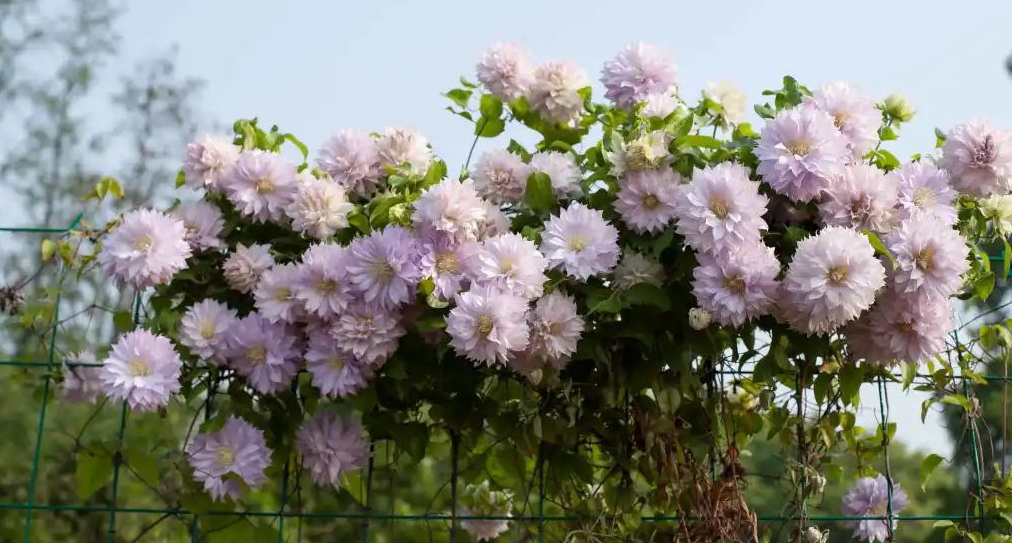 小空間也能美上天，你的花園真的很需要她！