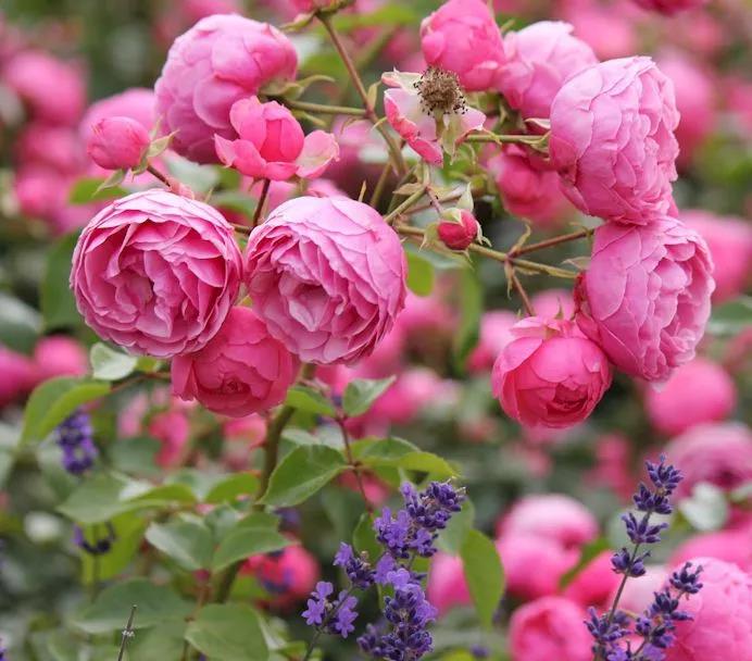 我家小可愛一直不開花，你確定這6件事都做對了嗎