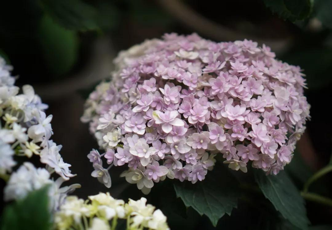 繡球能不能曬？夏天需不需要拉網(wǎng)？