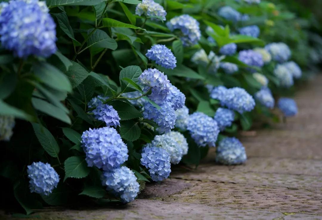 你真的了解繡球么？園藝大神上線，詳解關(guān)于繡球的一切