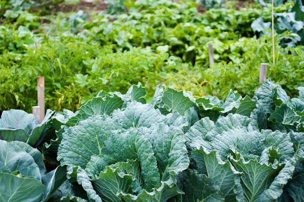 變身創(chuàng)意花園！邊角地也能治愈城市生活～