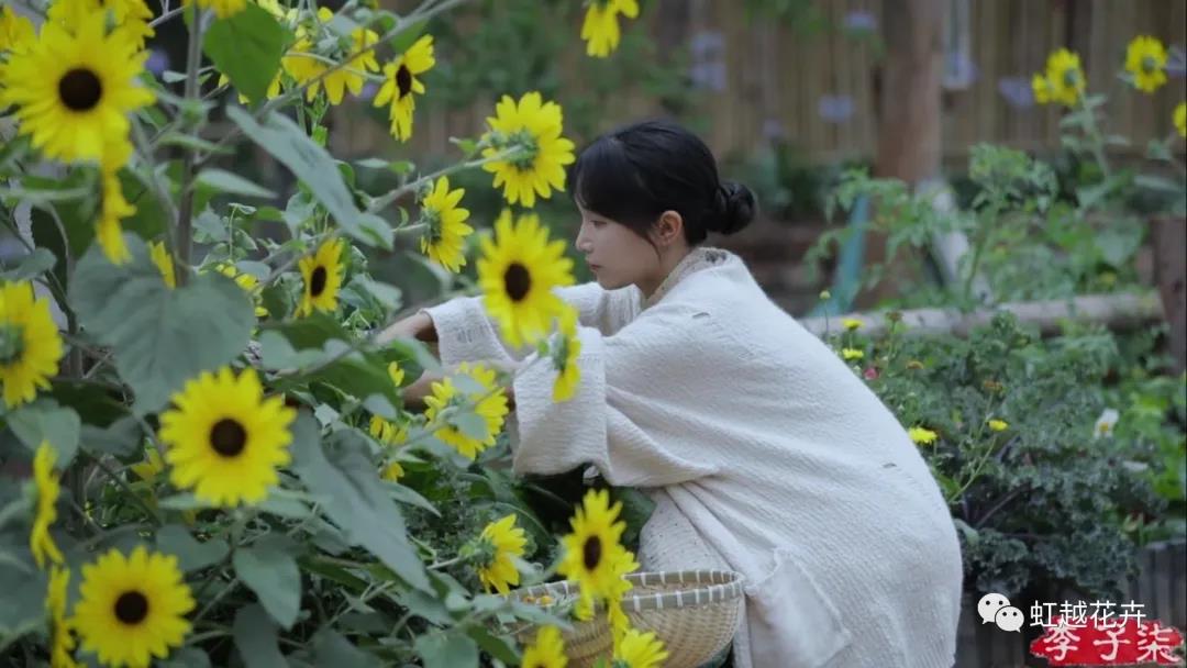 李子柒的向日葵，竟然是之前全網(wǎng)賣斷貨的它？