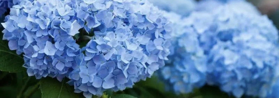 調(diào)藍(lán)的滋味，繡球和你都想了解