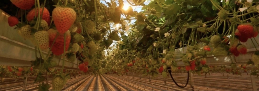 實(shí)現(xiàn)鮮嫩甜美的草莓自由，你得這么做