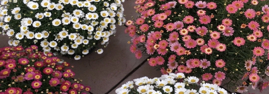 瑪格麗特開(kāi)到盆都裝不下，你需要這么做｜大神說(shuō)