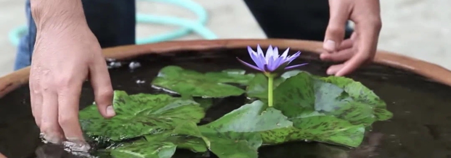 多余的大盆不要扔， 留著種睡蓮，驚艷所有人