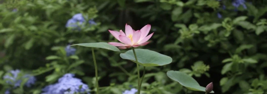 碗蓮：雖然我個(gè)頭小，但我美麗又好玩！