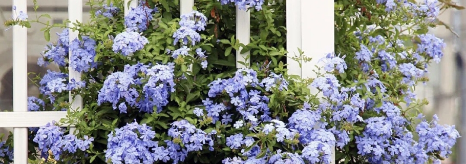 神仙顏值的開花勞模，送你一個藍色的清涼夏天