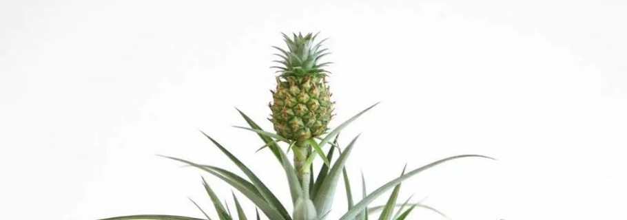 家里種菠蘿的快樂(lè)，你值得擁有！