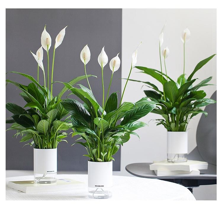 會自己喝水的神仙植物，可比假花省心多啦