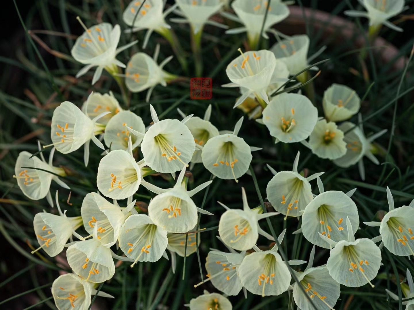 不養(yǎng)圍裙水仙，都不知道球根也可以這么可愛