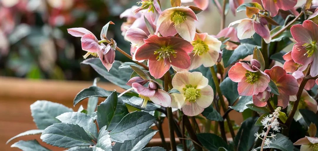 比玫瑰更燦爛，鐵筷子才是360度無死角的仙女花！