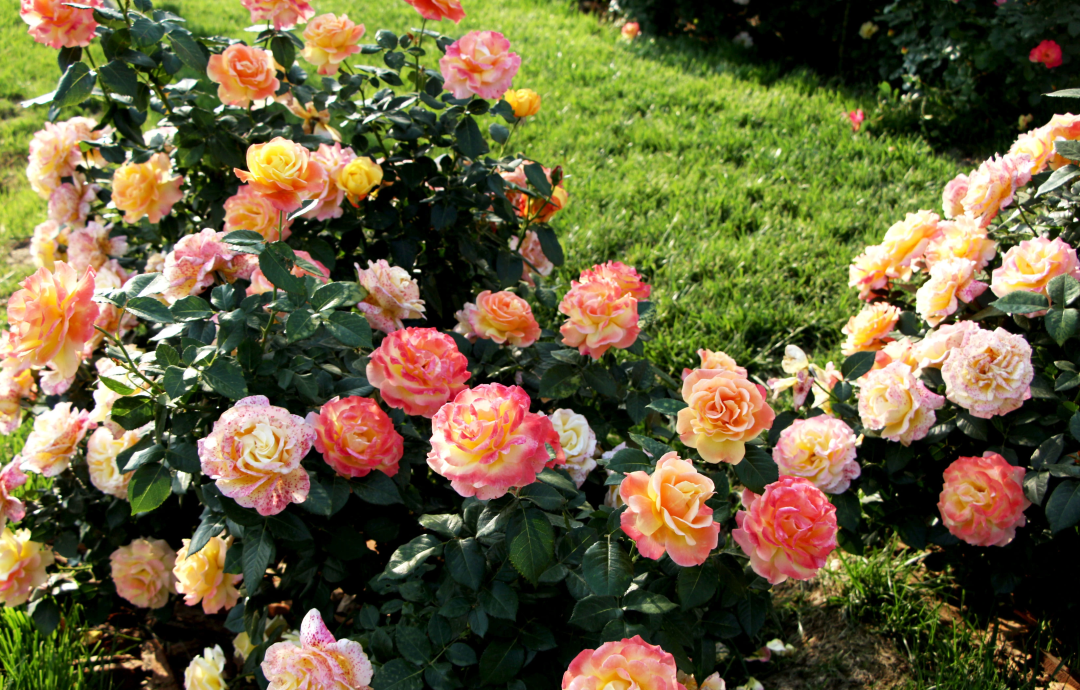 俞紅強×虹越 | 秀外慧中，天性皮實，它們是天生的國月之光！