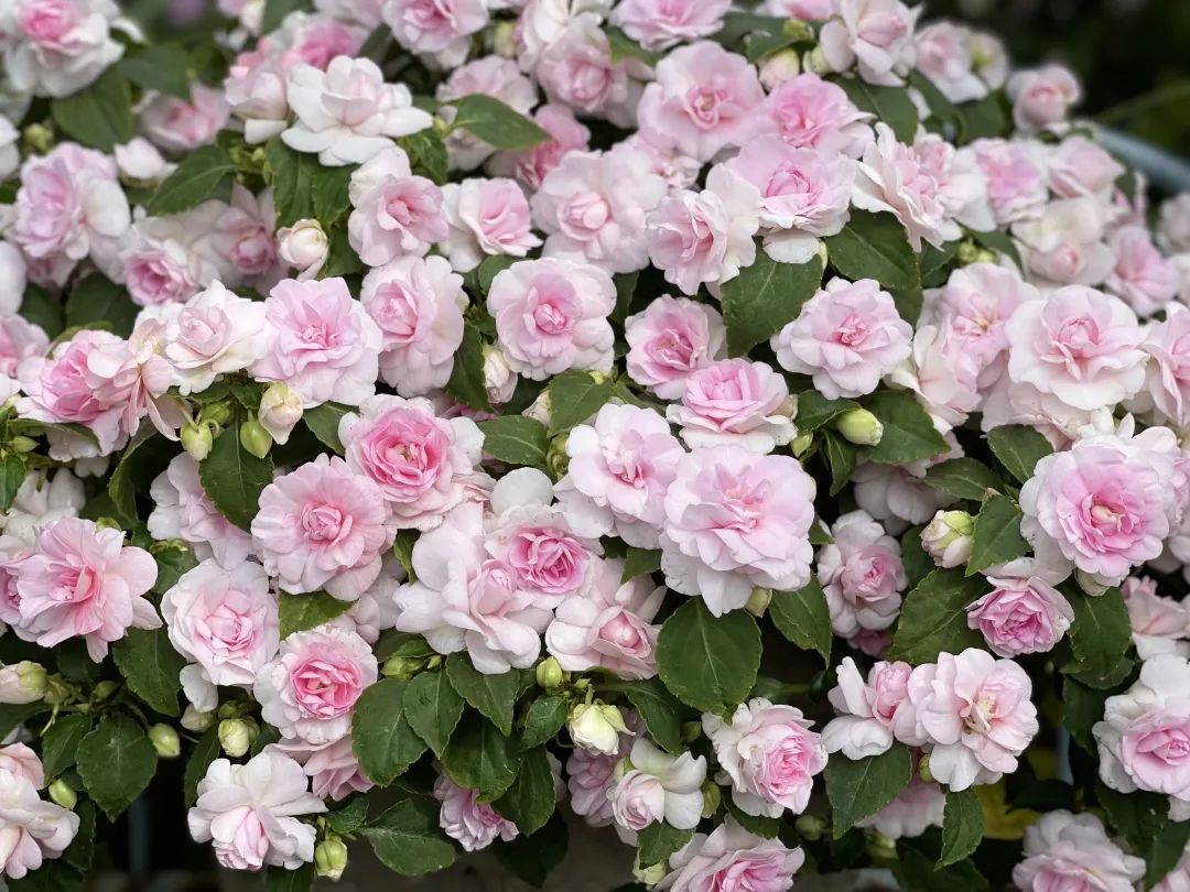 ‘平平無(wú)奇’小草花，爆成花球怎么就這么好看