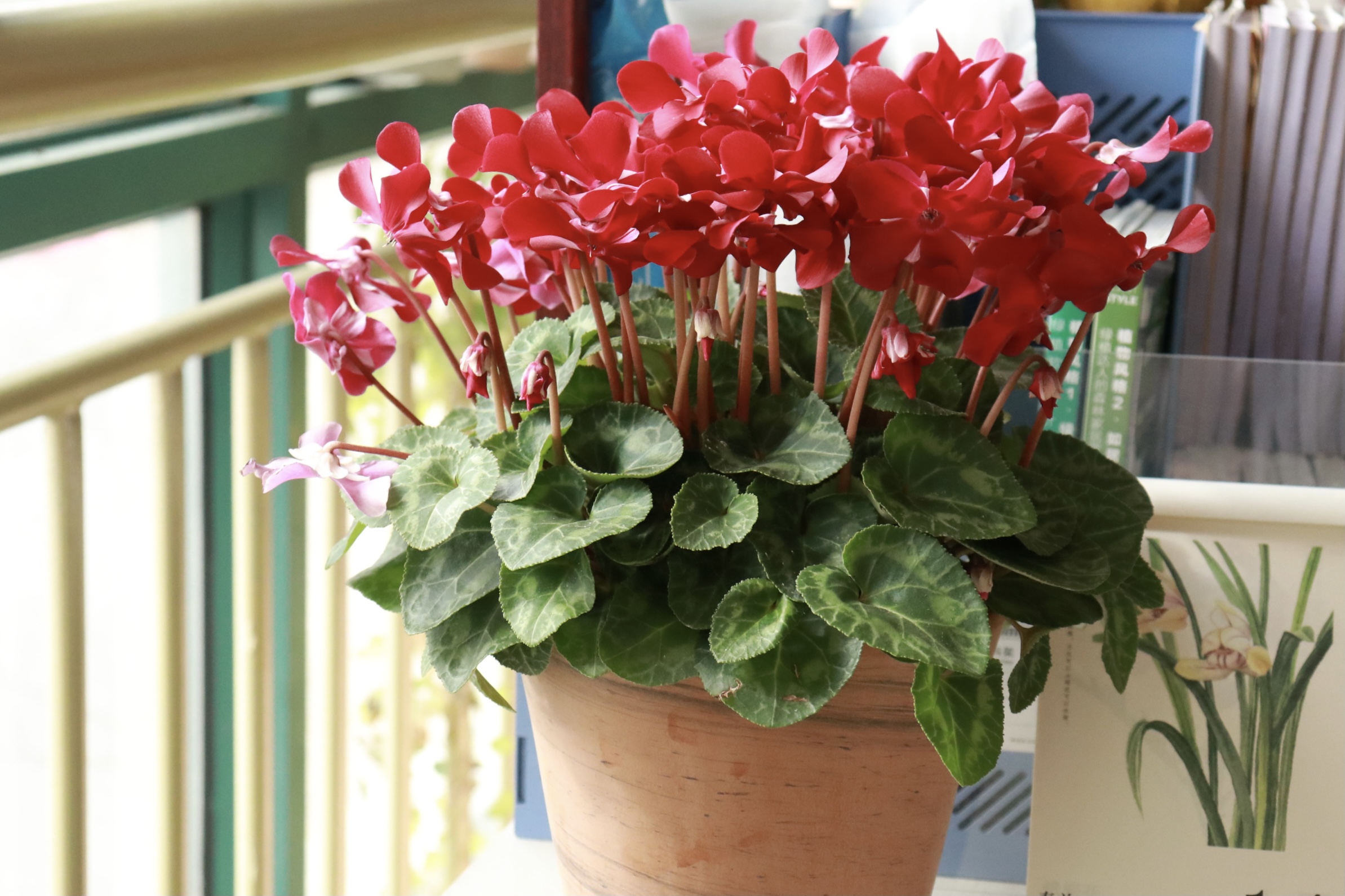 一言不合就爆花，今年最火的仙客來你入手了嗎？