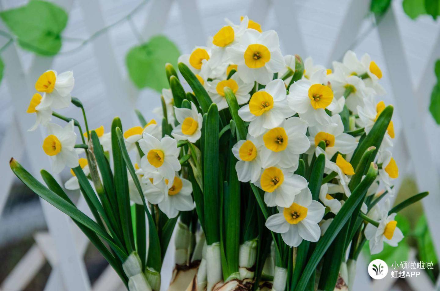 只要有水就滿室生香，難怪全世界都愛養(yǎng)它！