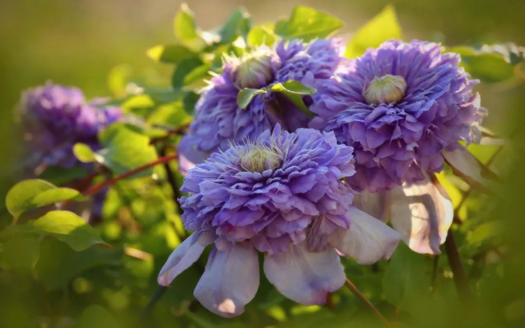 頂級神顏+輕松爆花，論優(yōu)秀你可以永遠相信‘藍光’！