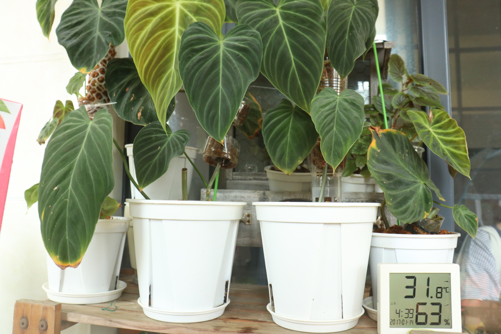 他在5㎡的陽(yáng)臺(tái)種了100盆綠植，打造逃離夏日的小森林