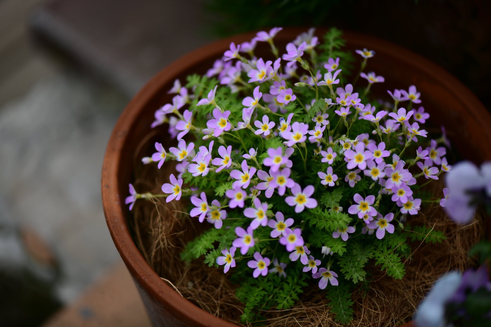 自帶仙氣的爆花小可愛，早春花園的美麗秘密竟然是它！