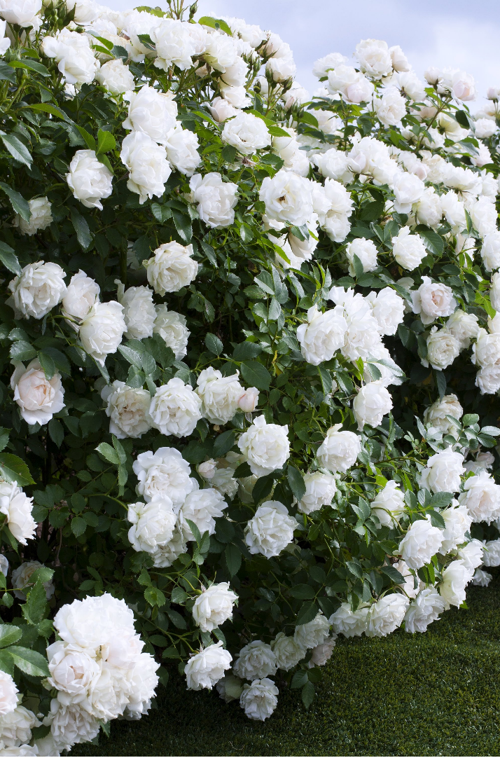 玫昂月季新品大盤點：百年企業(yè)，出手即王炸！