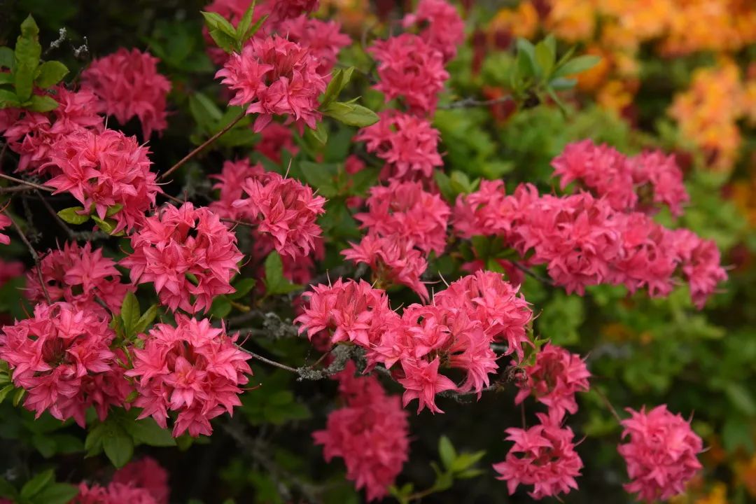 美到?jīng)]朋友的落葉杜鵑，種下就成傳家寶！