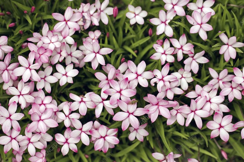 僅需一盆櫻茅，就能獲得‘野趣花園’的最正確打開方式！