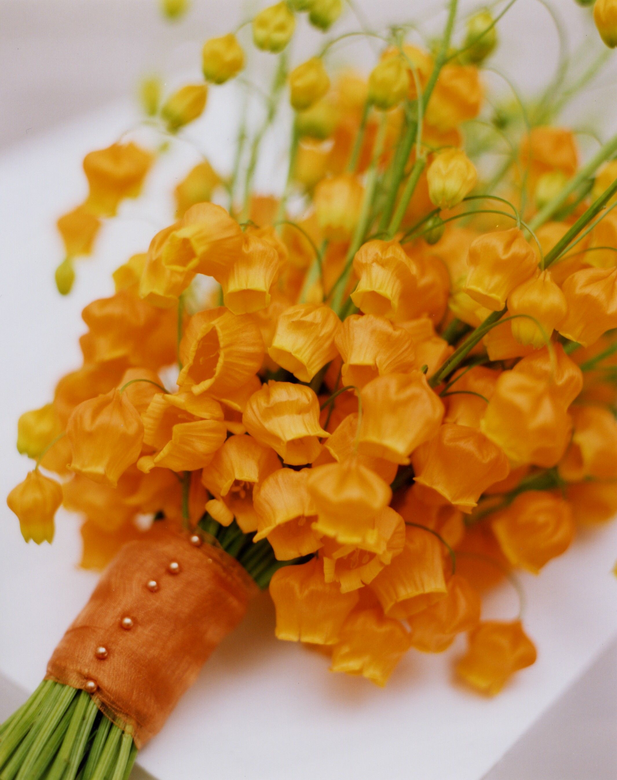 花開即出小燈籠的‘百合’，美得就像一幅畫！