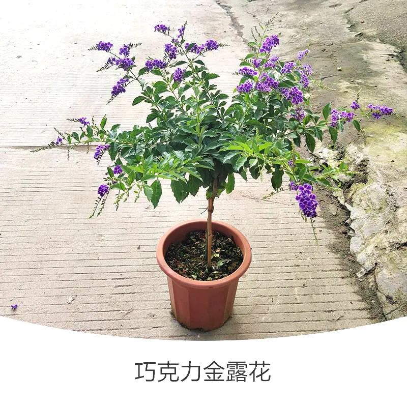 金露花 | 人間巧克力，開花時(shí)隔壁小孩要饞哭