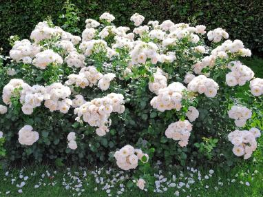 2022深圳花展，這些新優(yōu)品種都獲獎(jiǎng)啦！