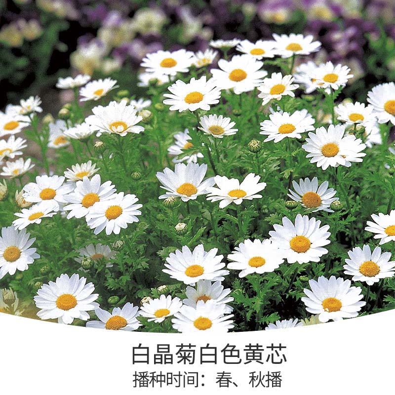 花開堆成雪，不可錯失的春日小晴朗上線啦！