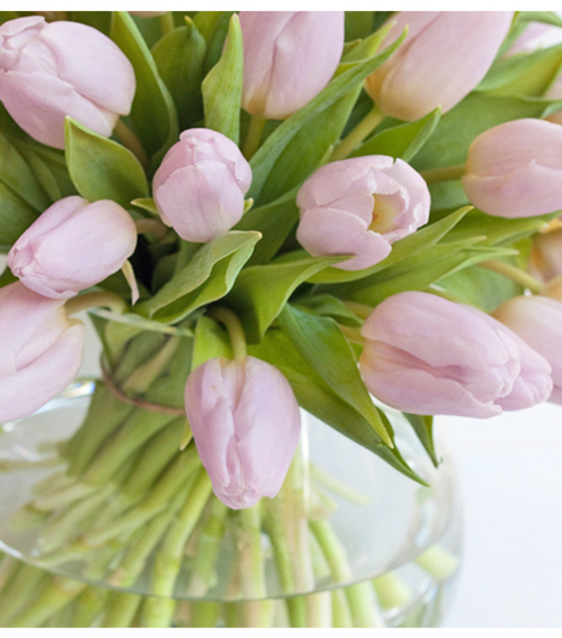 救命！我的郁金香究竟怎么了？