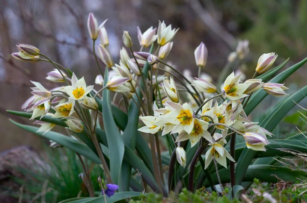 ‘平平無奇’小野花，憑什么被稱為中國郁金香？