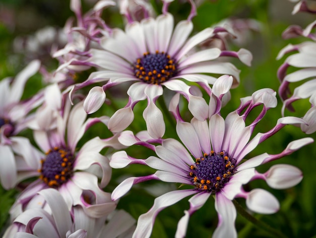 奇特小眾，宛如‘天外來客’的藍(lán)目菊，究竟有多可愛？