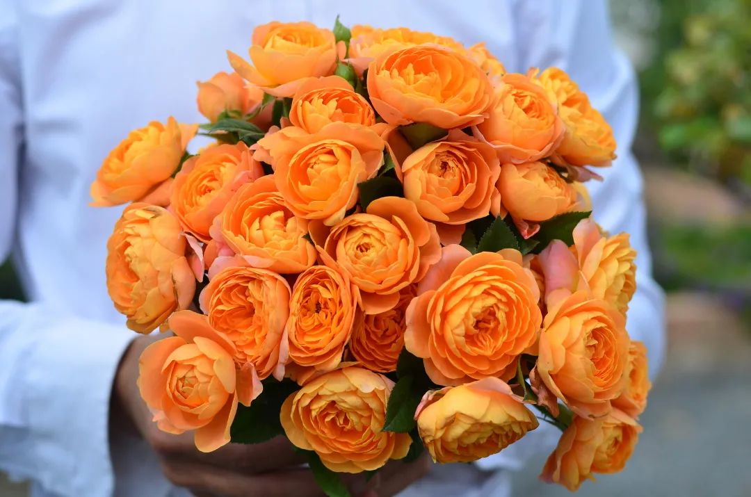 輕松爆花10個月，她是陽臺花園里永遠的神！