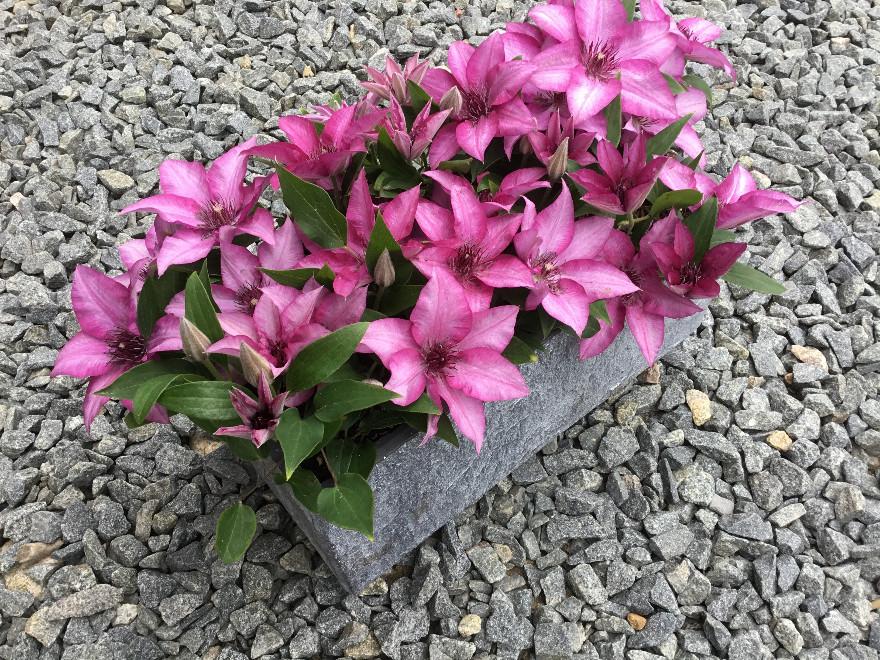 1622425733457653.jpg ElodiEvipo115_b_2048x.jpg