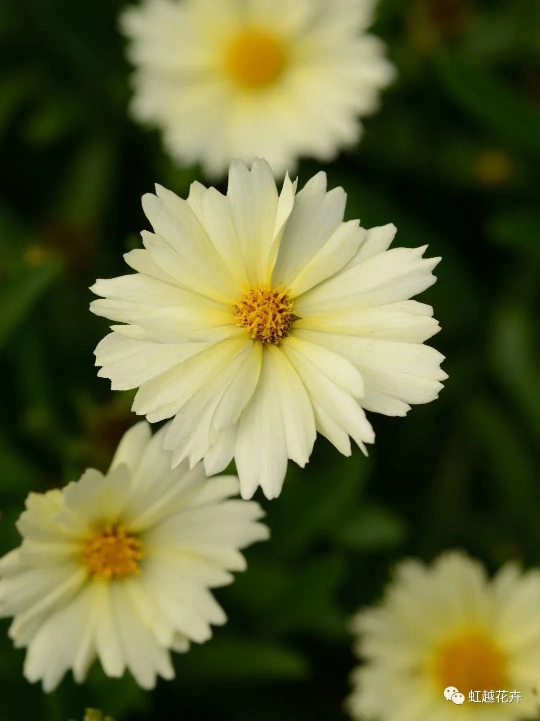 1705891328967446.jpg c825d8c3ebfc6df9f04d5ea0311d1ceb.jpg